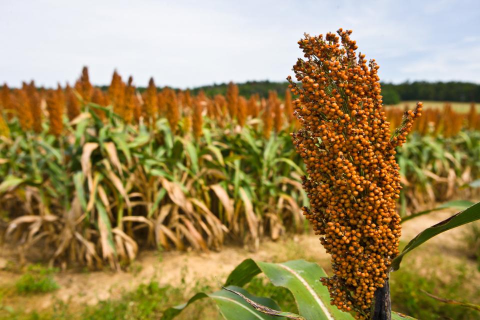 Plants Growing on a Farm